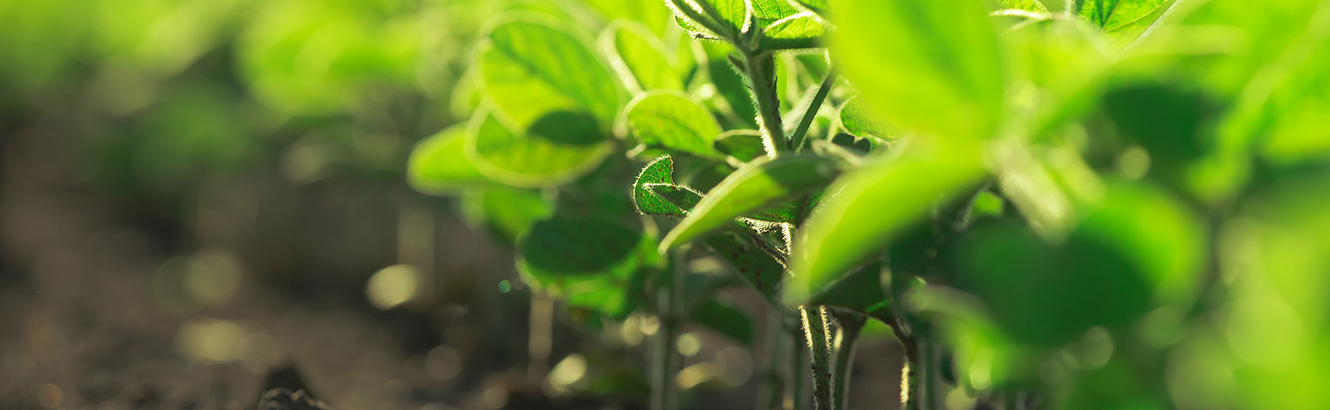 Crops on a farm.